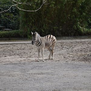 Burchell's zebra