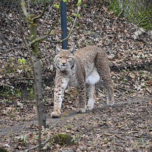 European lynx