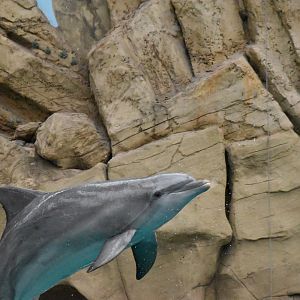 Atlantic bottlenose dolphin