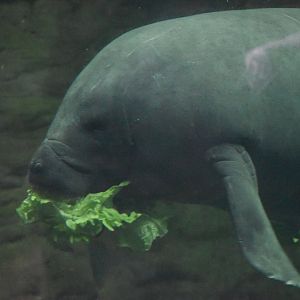 Antillean manatee