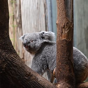 Northern koala