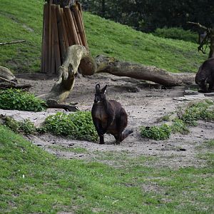 Eastern walaroo