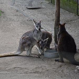 Eastern walaroo and Swamp wallaby