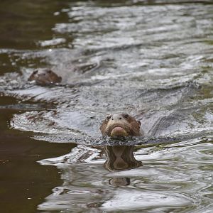 Giant otter