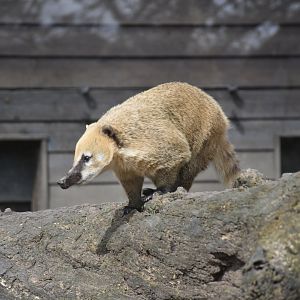 South American coati