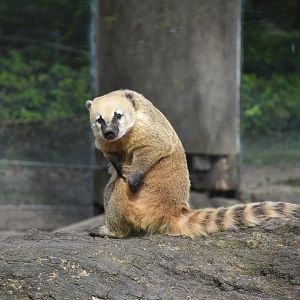 South American coati