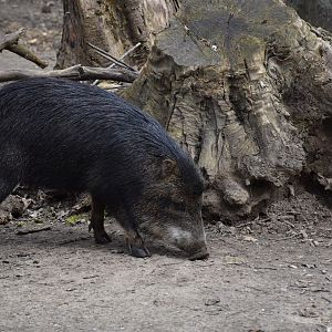 Southern white-lipped peccary