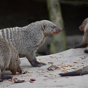 Banded mongoose