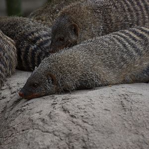 Banded mongoose