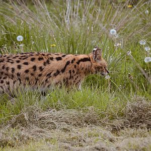 Serval - April 2023