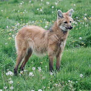 Maned Wolf - April 2023