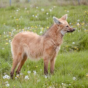 Maned Wolf - April 2023