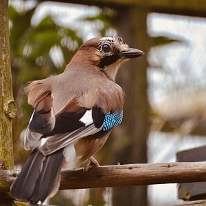 Eurasian Jay - April 2023