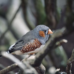 Zebra Finch - April 2023