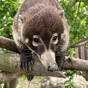 White Nosed Coati - April 2023