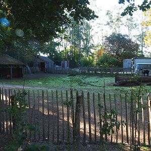Domestic dwarf goat paddock, 2022-10-09