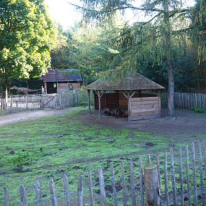 Domestic dwarf goat paddock, 2022-10-09