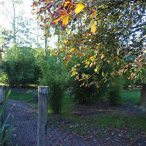 Darwin's rhea and giant anteater paddock, 2022-10-09