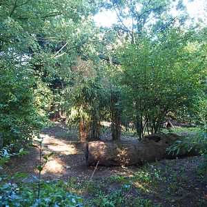Bush dog exhibit, 2022-10-09