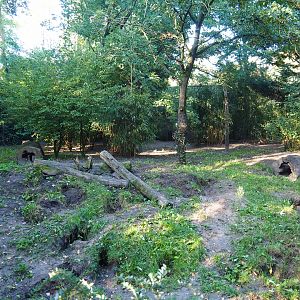 Bush dog exhibit, 2022-10-09