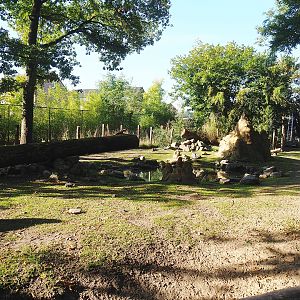 Capybara and Giant anteater exhibit, 2022-10-09