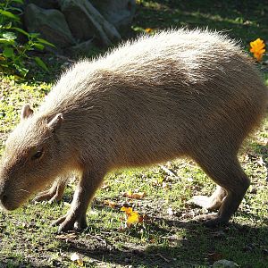 Capybara (Hydrochoerus hydrochaeris), 2022-10-09
