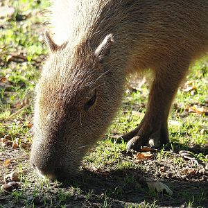 Capybara (Hydrochoerus hydrochaeris), 2022-10-09