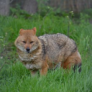Golden Jackal 27/04/2023