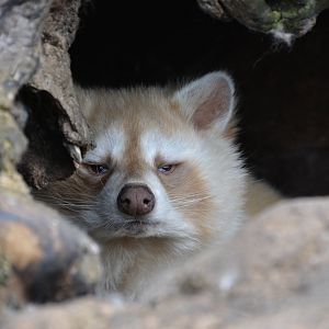 white Raccoon 30/04/2023