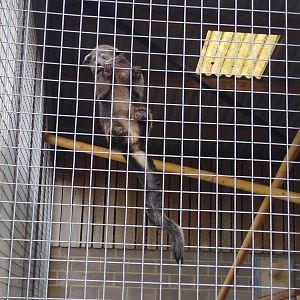 (baby) Binturong 26/03/2023