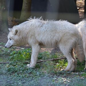 Arctic Wolves 20/04/2023