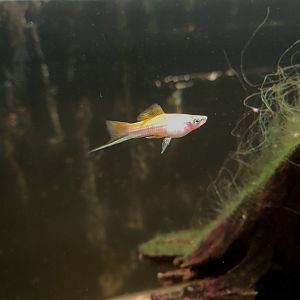 Fish ID (Green swordtail?)
