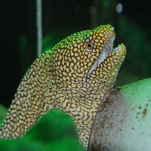 Turkey moray (Gymnothorax meleagris)
