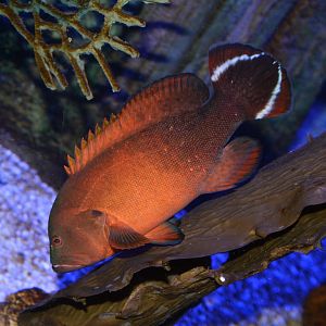 Darkfin hind (Cephalopholis urodeta)