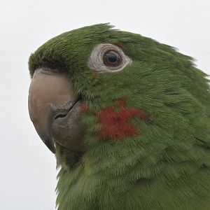 Cuban conure