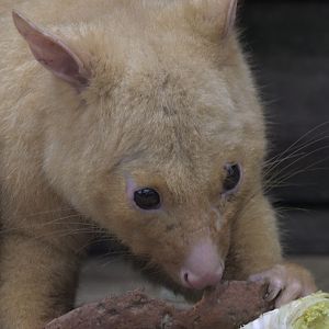 Tasmanian brush-tailed possum