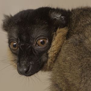 Collared lemur