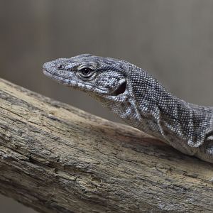 Gillen's pygmy monitor