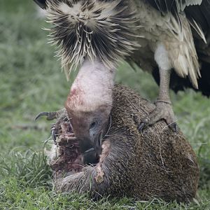 Rueppell's griffon vulture feeding
