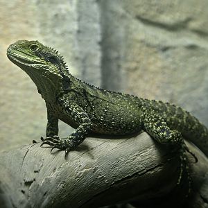 Australian water dragon, female