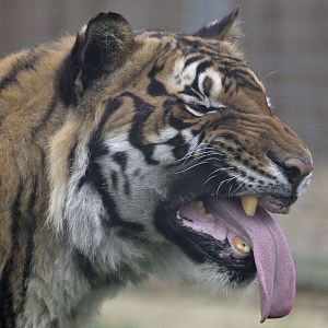 Malayan tiger's 'flehmen' face