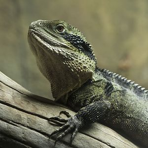 Australian water dragon, male
