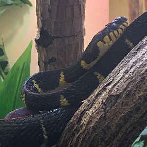 Mangrove Snake (Boiga dendrophila)