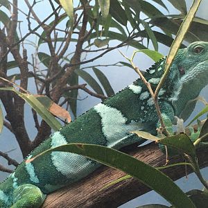 Fiji Banded Iguana (Brachylophus bulabula)