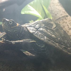 False Map Turtle (Graptemys pseudogeographica)
