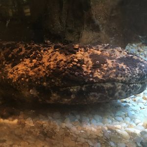 Japanese Giant Salamander (Andrias japonicus)