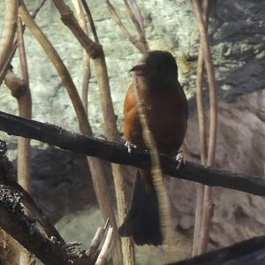 better view of unknown bird