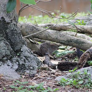 Wild Rodent ID - Zoo Miami