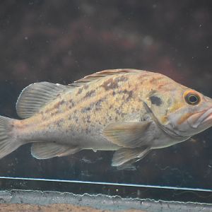 Unknown Rockfish