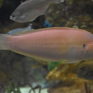 Unknown Wrasse